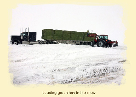 Loading Green Hay in the Snow with Bos Hay and Grain